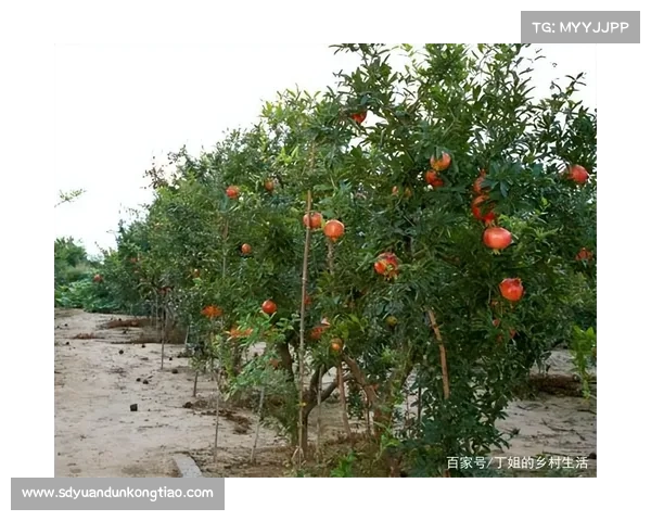 高地红石榴种植与养护全攻略，助你轻松收获丰盈果实